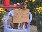 Chú chó ngồi phụ ông chủ bán hoa Tết