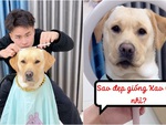 Chú chó được sen tạo cho kiểu tóc mới đi chơi Tết