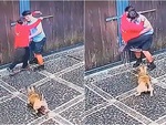 'Chó nhà em ngoan lắm không cắn ai đâu' (P2)