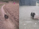 Cún con chạy xì khói về nhà nhưng vẫn bị đồng bọn chén sạch cơm