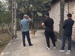 Đoàn người đi chúc Tết bị chú chó ngáng đường