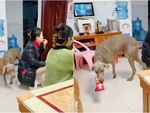Chú chó trộm tiền lì xì đưa cậu chủ