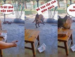 Chú chó cao tay khi thấy sen thích ra dẻ