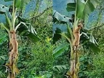 Chú chó trèo lên ngọn chuối cãi nhau với mèo