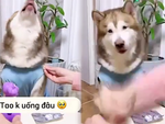Cô chủ cao tay khi cún cưng nhõng nhẽo không chịu uống thuốc