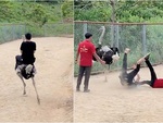 Chàng trai cưỡi đà điểu tiếp đất bằng mông