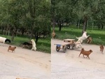 Chú chó kéo xe 4 bánh chạy đến giải cứu bạn thân