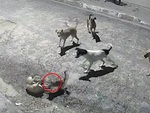 Cậy đồng bọn đông, chú chó hổ báo bị mèo tát không trượt phát nào