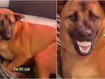 Cô gái hú hồn khi thấy chú chó cười 'tỏa nắng'