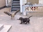 Pitbull hổ báo bị ngỗng rượt chạy trối chết