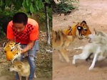 Chú chó đeo mặt nạ hổ đi hù đồng bọn