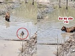 'Đố anh bắt được em' phiên bản chó và vịt