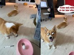 Chú chó hết nghịch khi bị đồng bọn dằn mặt