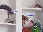 Chú mèo bị quả báo vì suốt ngày trêu ghẹo đồng bọn