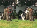 Husky bị sóc biến thành trò hề khi chơi trò rượt bắt