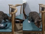 Chuột dùng tuyệt chiêu 'ẩn thân chi thuật' để trốn mèo