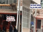 Người dân ngơ ngác khi trâu đứng trên mái nhà trộm ngô