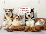 Chó corgi 'cám dỗ' đồng bọn trước thử thách ngắm vịt quay