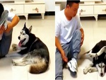 Cậu chủ quê một cục khi trổ tài làm xiếc bị husky qua mặt