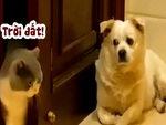 Mèo không dám vào phòng khi thấy chú chó nằm gác cửa