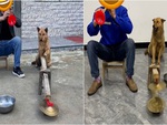Chú chó đánh chiêng siêu ngầu