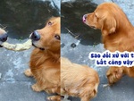 Chú chó giận dỗi khi bị sen đối xử bất công