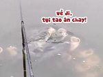 Đàn cá lượn lờ trêu ngươi cần thủ