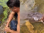 Người đàn ông gọi pet cưng cá trê lên ăn sáng