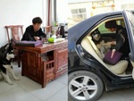 Husky tốc biến vào ô tô cực nhanh mỗi khi thấy sen ra ngoài