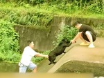 Hai thanh niên chán không buồn nói với chú chó vừa được cứu lại nhảy xuống sông