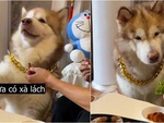 Chú chó đòi sen quấn rau thịt mới chịu ăn