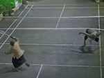 Cười sảng với màn cứu cầu kéo rách lưới