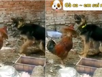 Những khoảnh khắc hài hước của chó cưng