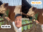 Chú bò giận dỗi vì bị chủ troll