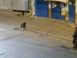 Chó 'đại ca' dằn mặt đồng bọn hổ báo hù người đi đường
