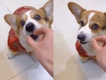 Chú chó nổi cáu vì sen cho ăn không khí