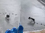 Cô chủ cạn lời với chó cưng chạy vào sân vừa đổ bê tông