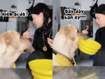 Chú chó lém lỉnh cầm tô xin cô chủ cho ăn