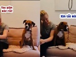 Chú chó hối lỗi khi làm cô chủ giận