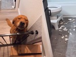 Chú chó nghịch ngợm không dám nhìn mặt chủ vì sợ bị mắng
