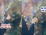 Chú khỉ nổi quạu với du khách đùa nhây
