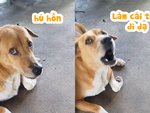 Chú chó nổi quạu vì bị chàng trai làm hú hồn