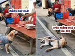 Chú chó nằm ăn vạ khi tiểu thương cân thiếu thịt heo