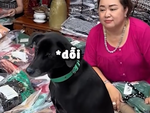 Chú chó hờn dỗi bà chủ vì không dẫn đi uống cà phê