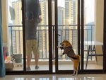 Chó cưng đóng cửa, khóa chốt nhốt sen ngoài ban công