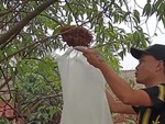 Chàng trai bỏ chạy trối chết vì trổ tài bắt ong không cần đồ bảo hộ