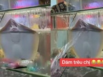 Cá đuối 'đanh đá' phun nước vào khách khi bị trêu ngươi