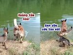 Cún con hoảng hồn khi bị đồng bọn ép tắm sông