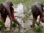Bé trai cấy lúa nhanh như máy