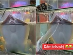 Video hài nhất tuần qua: Cá đuối phun nước vào khách khi bị trêu